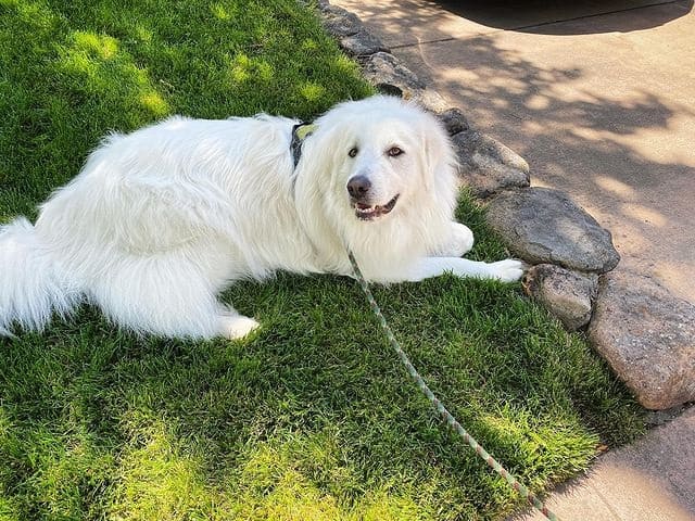 A Great Pyrenees lying on the grass