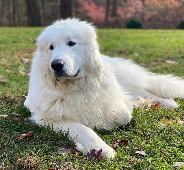 A Great Pyrenees lying on the grass