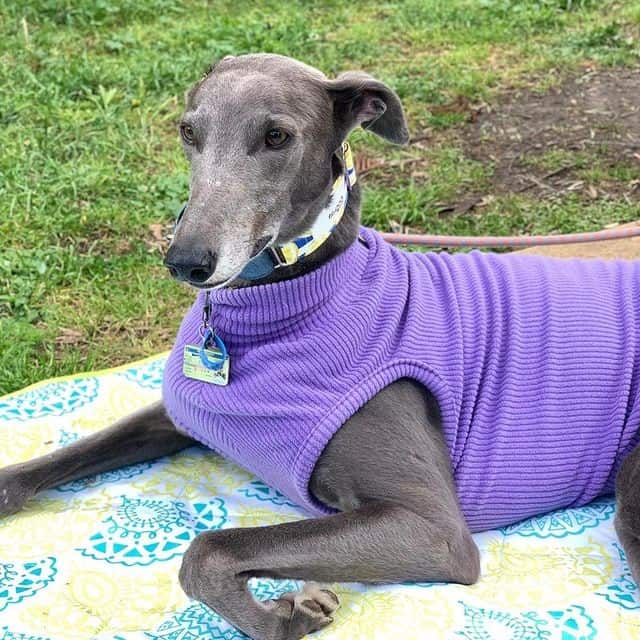 A Greyhound in a garden