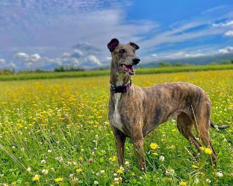 A Greyhound standing in a flower field