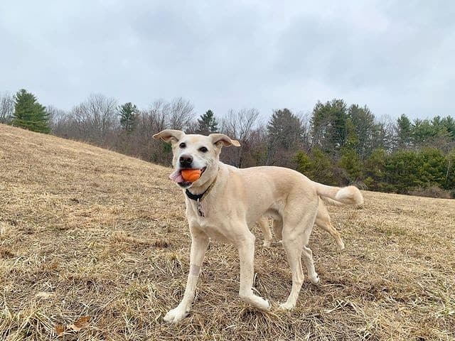 A Greyhound Labrador Retriever mix playing on a hill