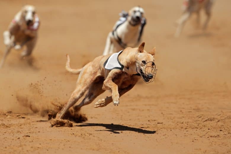 A Greyhound sprinting