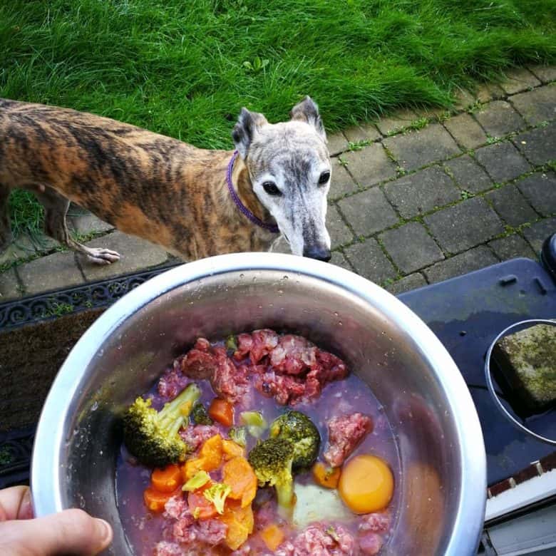 A Greyhound with food
