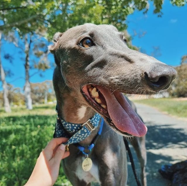 A leashed Greyhound smiling outdoors