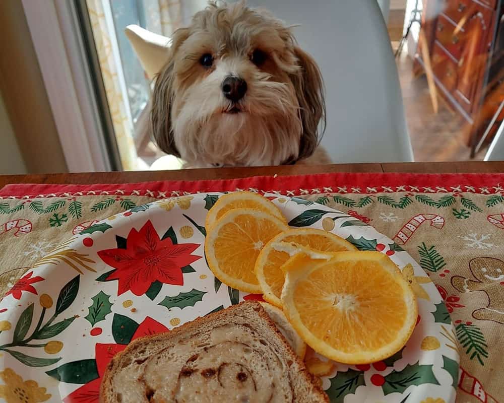 Havanese dog got a bread and sliced orange meal