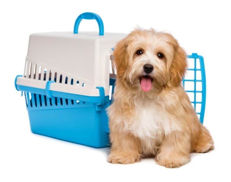 A Havanese puppy sitting outside a plastic dog crate