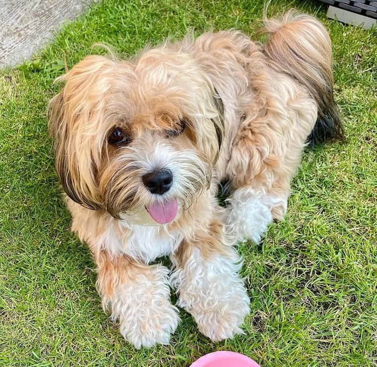 A Havanese lying on the grass