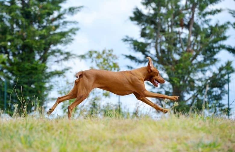 A Vizsla running in a field