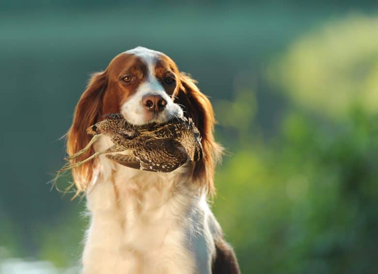 A hunting dog holding a game between its teeth