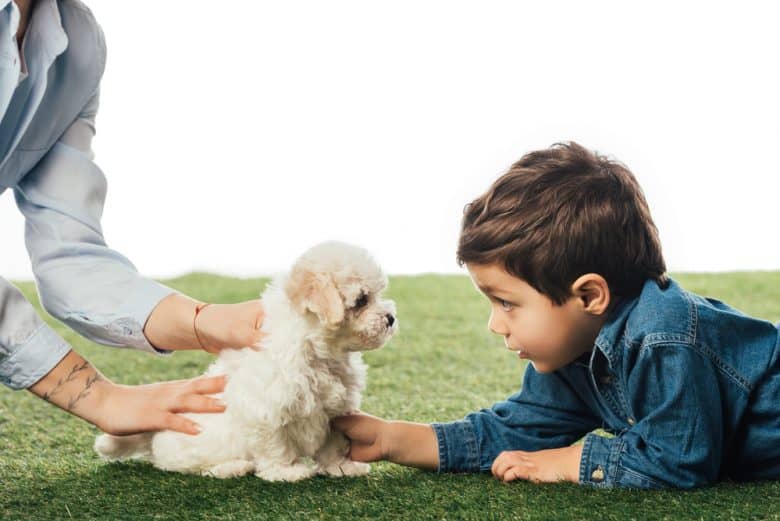 A young boy playing with a Havanese puppy