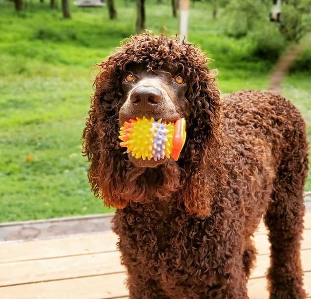 A brown Irish Water Spaniel with a toy in its mouth