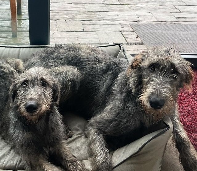 Two Irish Wolfhounds on a couch