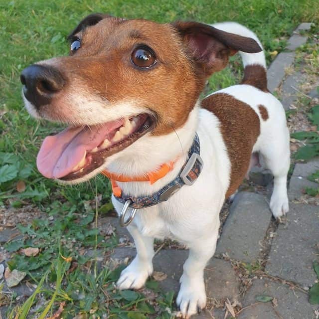 A smiling Jack Russell Terrier