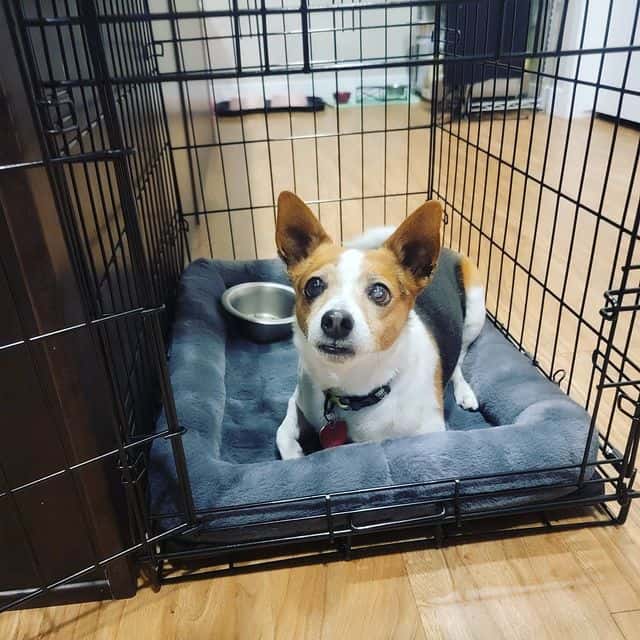 A Jack Russell Terrier lying inside a wire dog crate