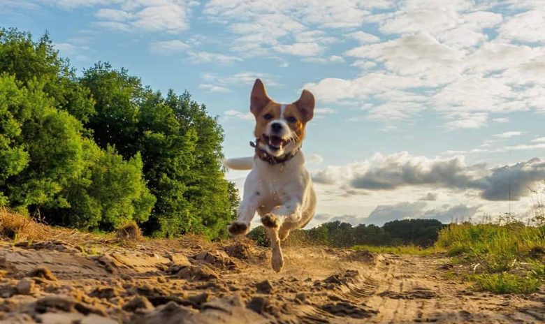 A Jack Russell Terrier jumping
