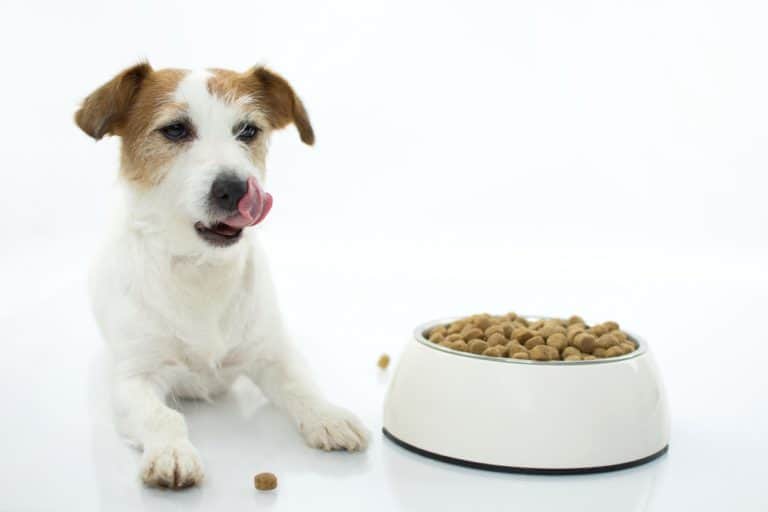 12 Best Dog Foods Without Peas 2023 (Premium & Budget) K9 
