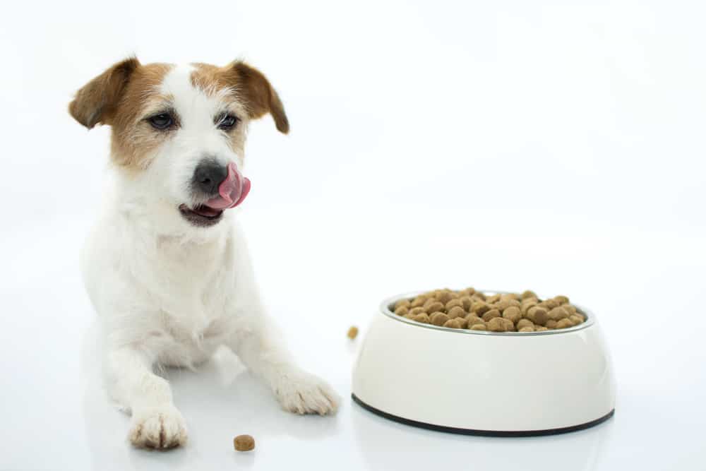 A Jack Russell Terrier looking at food in bowl