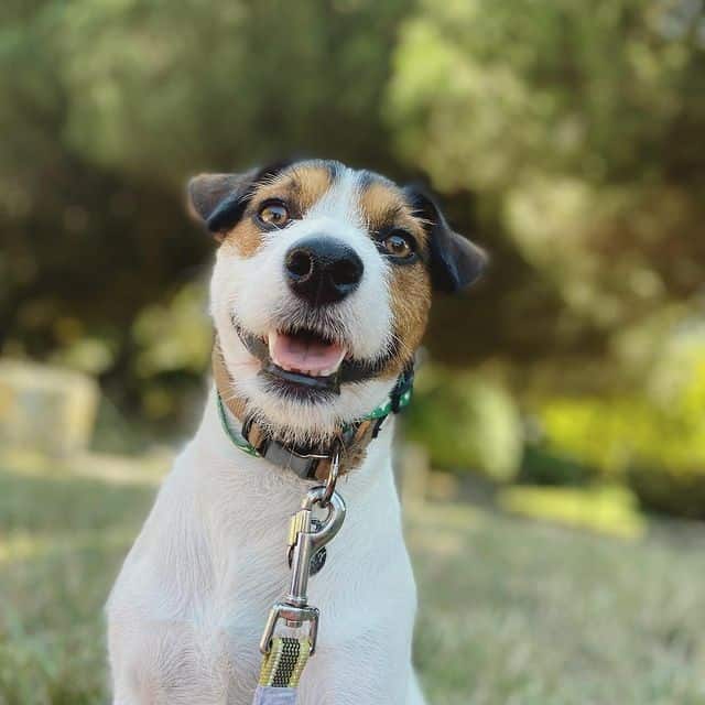 A leashed and smiling Jack Russell Terrier