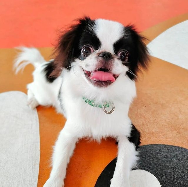 A smiling Japanese Chin