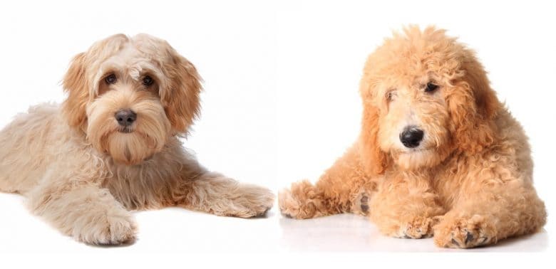 A Labradoodle and a Goldendoodle puppies