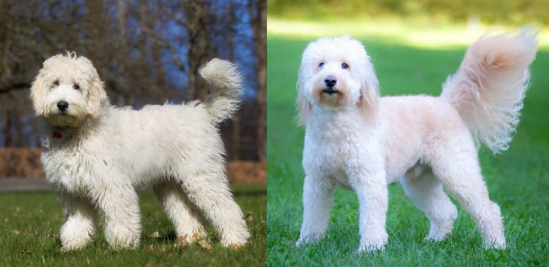 A Labradoodle and a Goldendoodle standing side by side