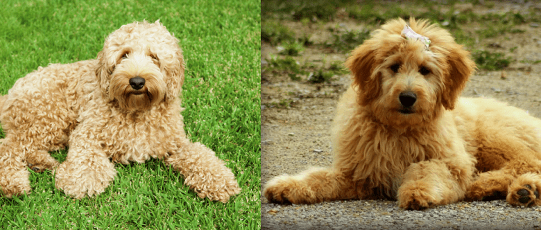 A Labradoodle and a Goldendoodle lying down