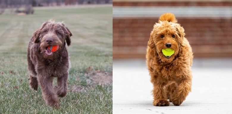 A Labradoodle and a Goldendoodle exercising