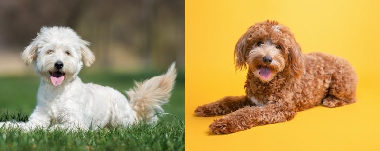 A Labradoodle and a Goldendoodle smiling while lying down