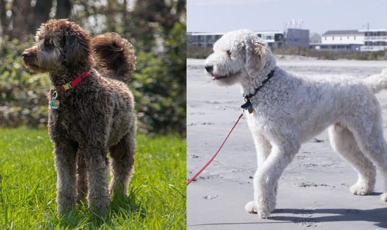 A Labradoodle and a Goldendoodle