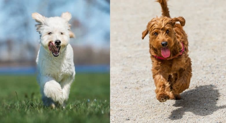 A Labradoodle and a Goldendoodle running
