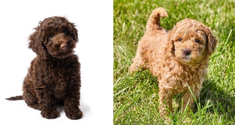 A Labradoodle pup and a Goldendoodle pup