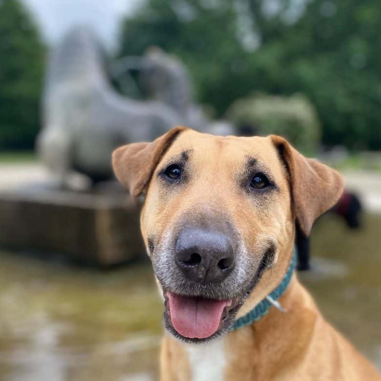 A Labrador Bull Terrier Mix