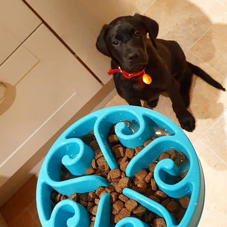 A Labrador Retriever puppy with a slow feed dog bowl