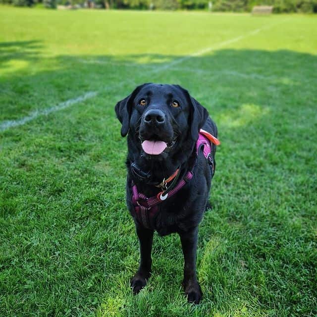 A Labrador Retriever standing on the grass