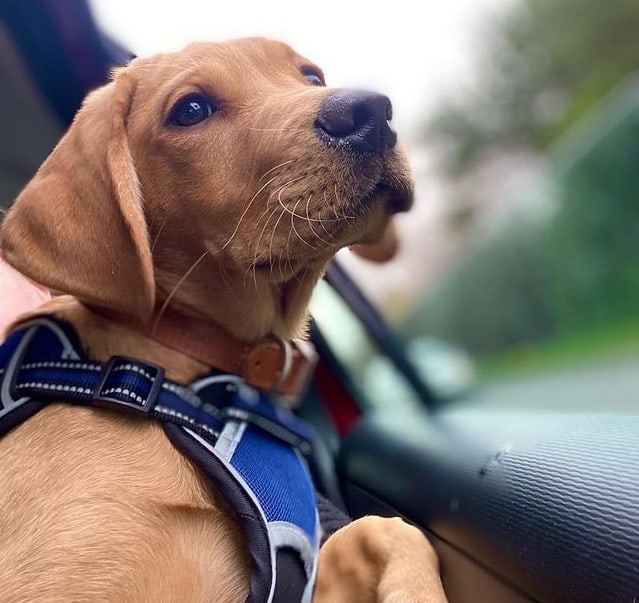 A Labrador Retriever puppy looking outside