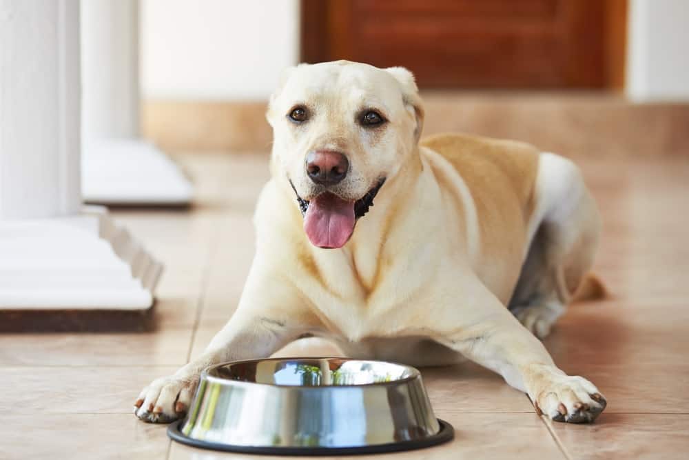 A Labrador Retriever lying on the floor next to a food bowl