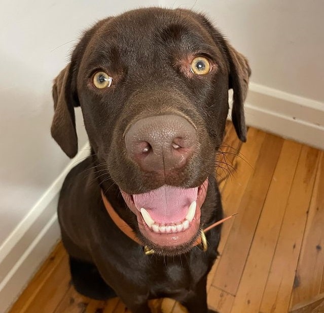 A chocolate Labrador Retriever looking up with a smile