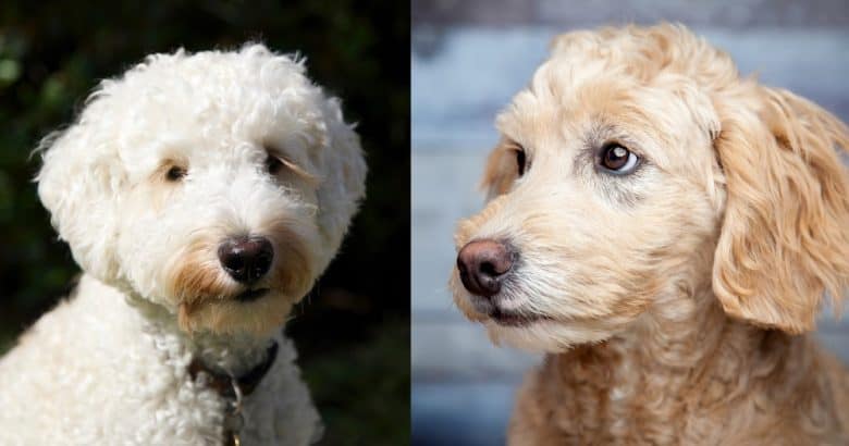 A close-up image of the Labradoodle and Goldendoodle