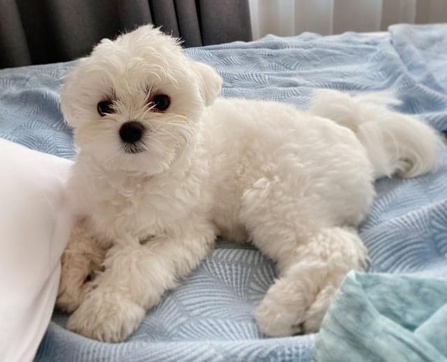 A Maltese in bed