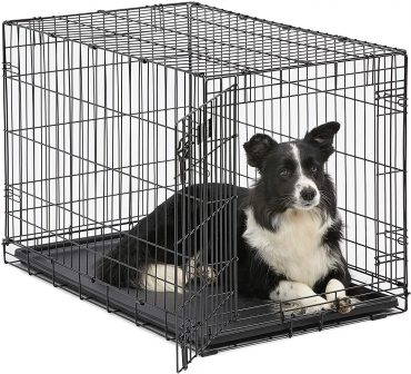 A Border Collie lying inside a MidWest Homes iCrate Dog Crate