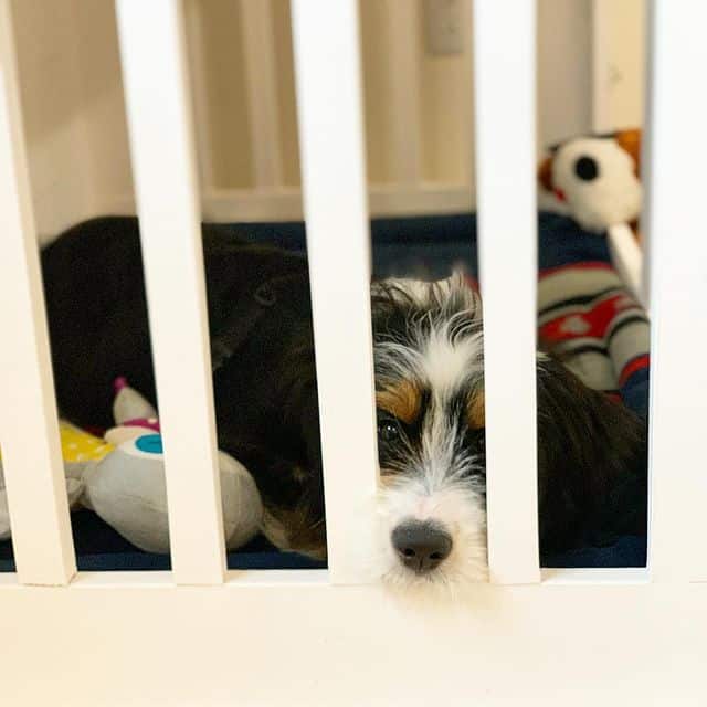 A Miniature Bernedoodle with its toys inside a white wooden dog crate