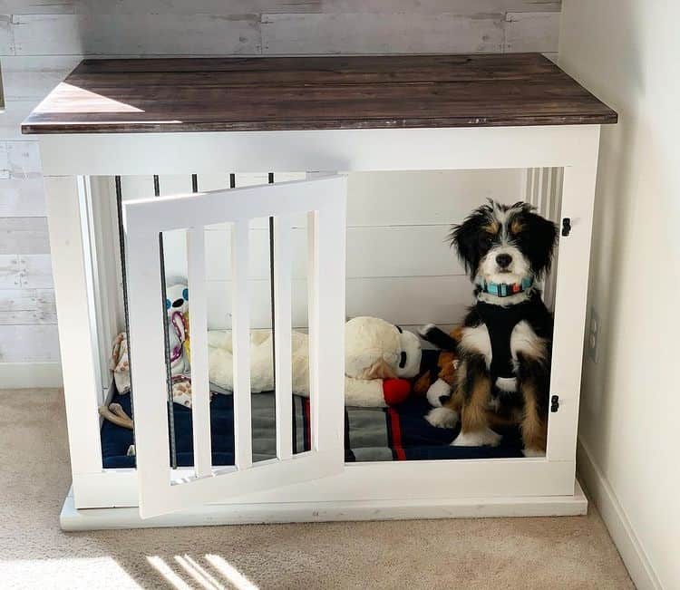 A Mini Bernedoodle puppy inside a wooden dog crate
