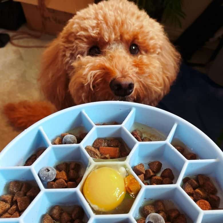 A Mini Goldendoodle with a slow feed dog bowl