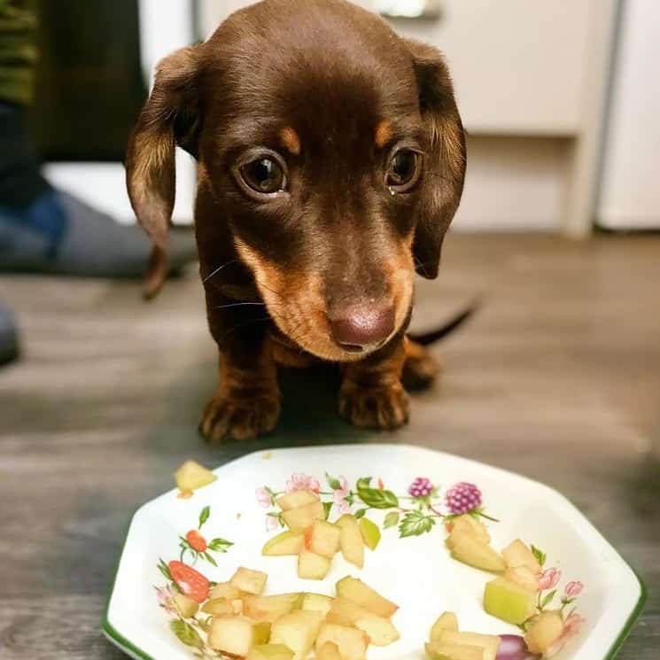 A Miniature Dachshund puppy eating