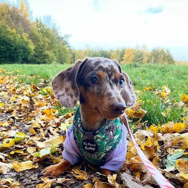 A Miniature Dachshund lying on fallen leaves
