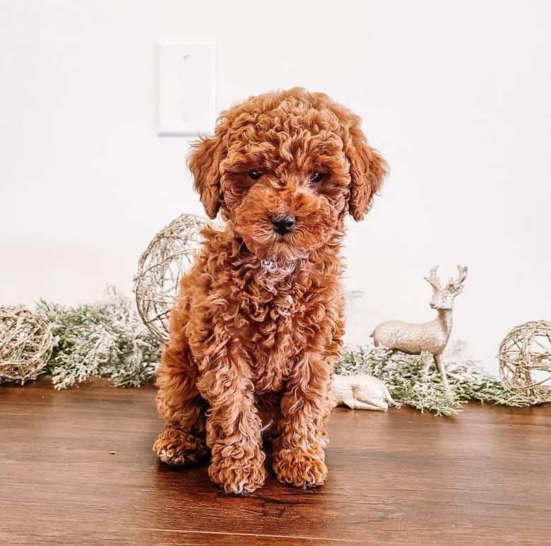 A Miniature Goldendoodle standing