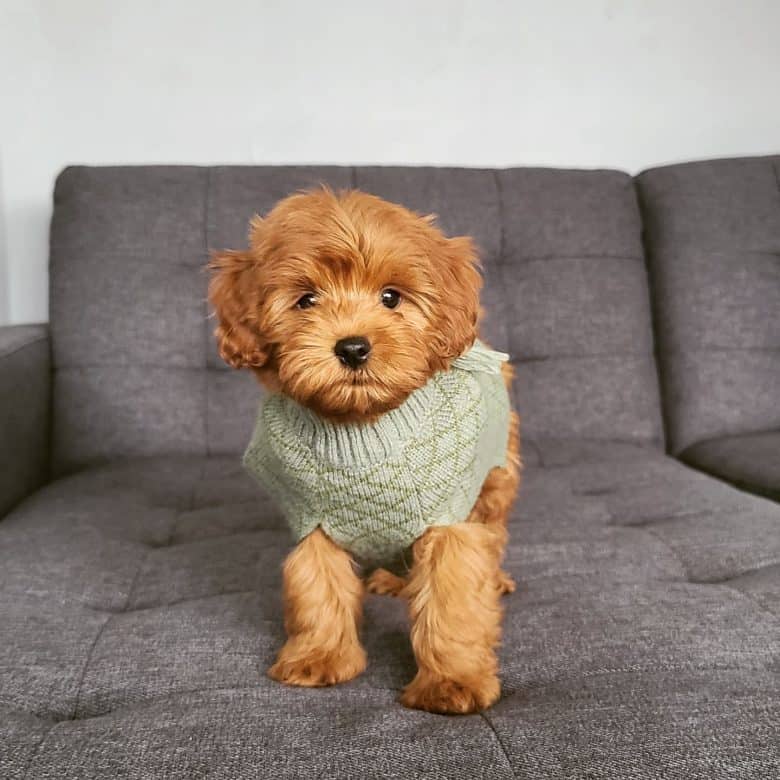 A Miniature Labradoodle