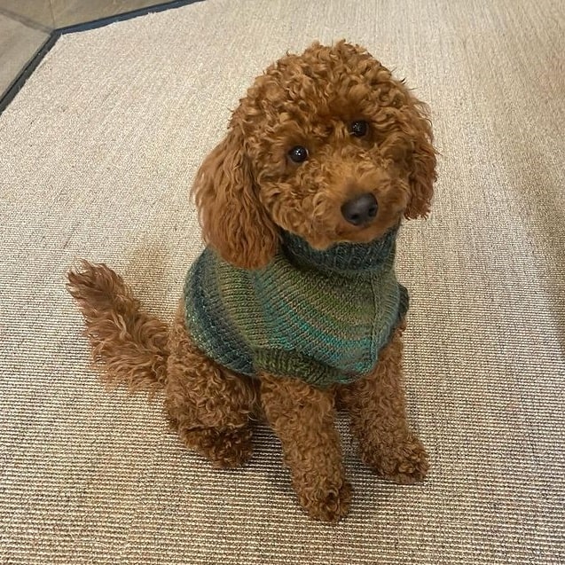 A clothed, brown Miniature Poodle sitting