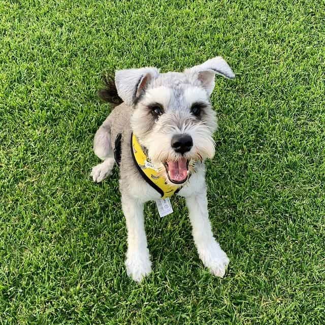 A Miniature Schnauzer standing on the grass