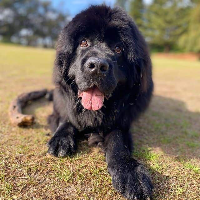 A Newfoundland dog lying on the ground, outdoors